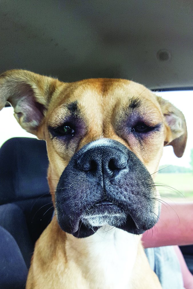 Puppy Up Foundation Dog Stung By A Bee? Here’s How to Treat It