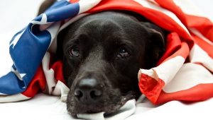 dog under flag