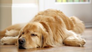 Tired Golden Retriever sacks out on wooden floor with his paws splayed out.
