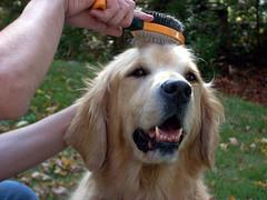goldenbeingbrushed