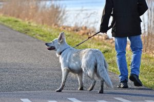 man walking white GSD