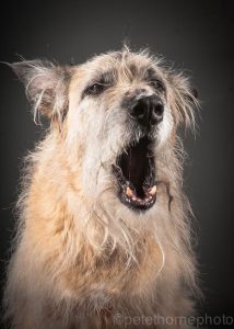 old dog