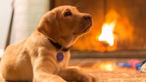 puppy in front of fireplace