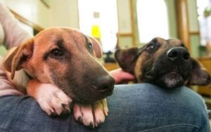 pups on lap