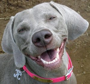 smiling dog