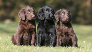 Flat-Coated-Retriever-3
