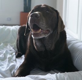 Happy Lab