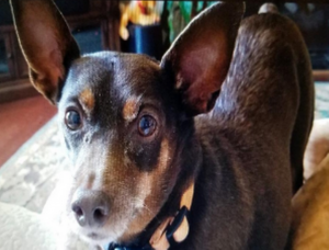 Moose a miniature pinscher was treated with IsoPet at the University of Missouri. Courtesy Vivos.