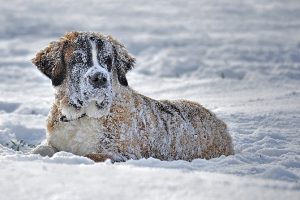 Snowy_dog_stem cell article