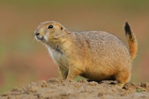 black-tailed_prairie_dog