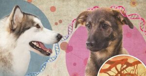 Canine transmissible venereal tumors (CTVT) spread when cancer cells move from one dog to the other during sexual contact, without the help of a virus or bacterium. Credit: Ernesto del Aguila III, NHGRI National Human Genome Research Institute (NHGRI) (CC BY 2.0)