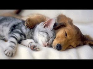 cat and dog