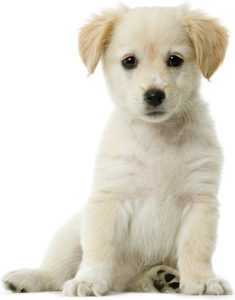 cute_dog_photo