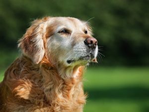 senior-dog