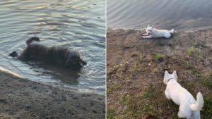Dog owners in the Southeast are spreading the word about the dangers of contaminated water following the deaths of their beloved pets.