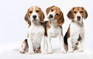 3 beagles