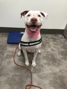 Jax donates blood to the North American Veterinary Blood Bank regularly.