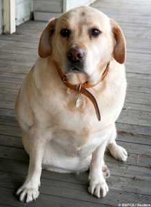 OverweightDog_468x640
