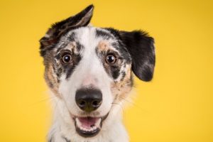 alert dog