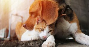 dog and cat