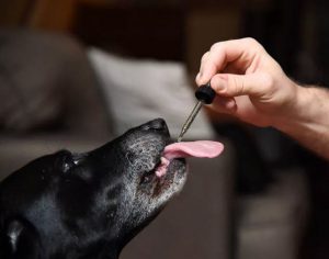 Analysts predict the CBD pet care market will reach $125 million by 2022, making it one of the fastest-growing segments of the CBD market. Robyn Beck / AFP/Getty Images