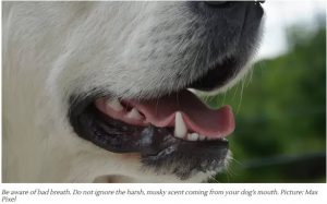 dog mouth
