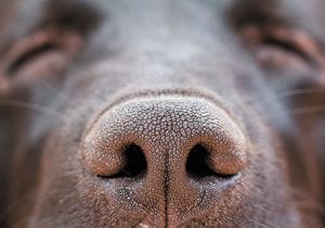 Cancer-sniffing dogs: How canine scent detection could transform human medicine