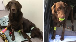 Indy was poisoned after ingesting xylitol but was made healthy again thanks to blood donations.