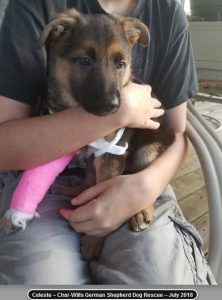 puppy mill rescue