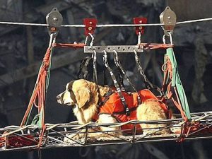 Riley, one of the many hero dogs of 9/11.