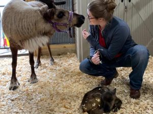Pet owners, vets work as a team