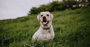 white lab_vet times