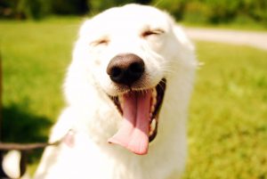 Amiling Happy Dog
