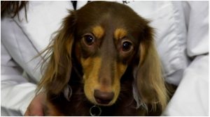 Juniper, a one-year-old dachshund, is part of research into the gait of dogs. (Chad Hills/CTV Saskatoon)