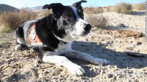 Seamus a trained detection dog, alerts his handler to the presence of scat.