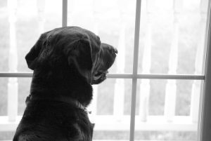 Separation Anxiety Lab