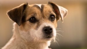 animal safety month