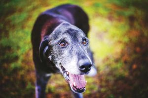 beautiful old dog