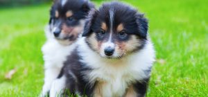 can-dogs-smell-cancer-on-other-dogs_history