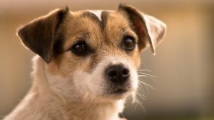 October is National Animal Safety and Prevention Month