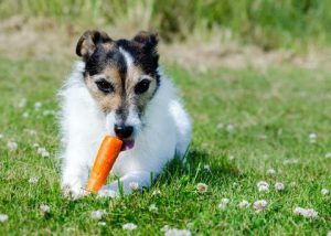 dog-eating-carrot