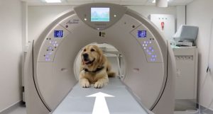 The dog-tors even helped children who were nervous around dogs outside of hospital. “Children who were previously nervous around dogs reported less fear as a result of the visits,” the study published in the British Journal of Nursing found.