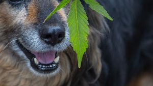 dog with weed