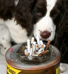 dogs with cig butts