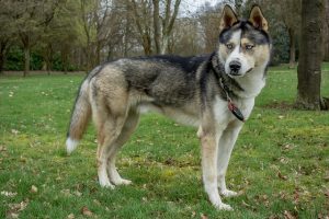 happy husky