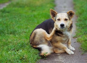 itchy dog