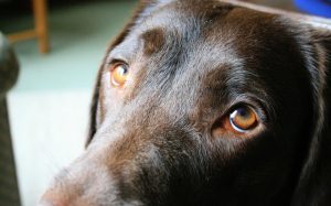 The common wisdom of spaying and neutering dogs has been complicated in recent years amid widening evidence connecting spaying and neutering to health problems in dogs. University of Portsmouth file photo