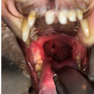 2 Weeks Post-Treatment