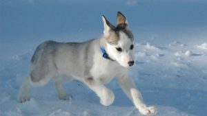 How oestrogen plays a part in canine cancer