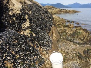 Mussels at Copper Beach in West Vancouver, Canada. This species, Mytilus trossulus, developed a contagious form of a cancer that spread to mussels in South America and France. Credit...Annette F. Muttray